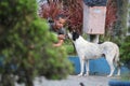 Brazil - beggar sharing food remains with dog